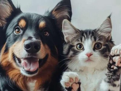 Коти проти собак: нейробіологи визначили переможця у війні інтелекту