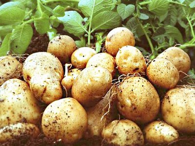 Ціни на картоплю різко падають: чому фермери масово розпродають запаси