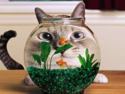  Кому довше спати, а коту від голоду страждати: меми, жарти та відеоприколи про переведення годинника на літній час 