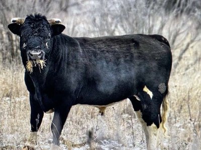 Здичавілі корови та ведмеді - неймовірні кадри з Чорнобильської зони