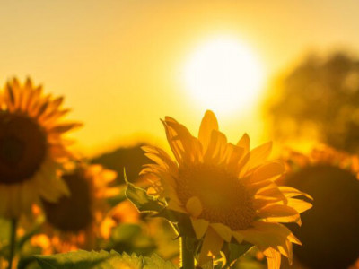 Чому соняшник в Україні подорожчав до 31 тисячі за тонну?