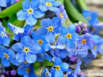 Блакитна пам’ять природи: легенди та факти про незабудку