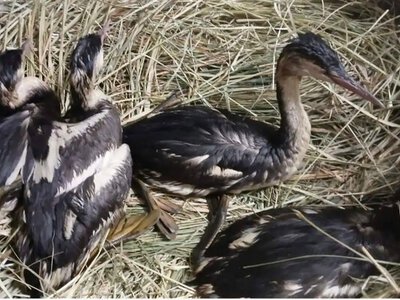 Операція “пірникоза”: як в Одесі боролися за життя сотень птахів