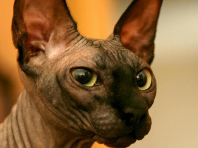 Ветеринар назвав чотири породи котів, яких би ніколи не заводив