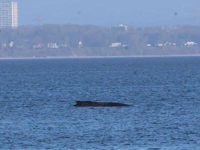 Кит, який застряг на мілині біля берегів Німеччини, зміг звільнитися і поплив у бік Данії