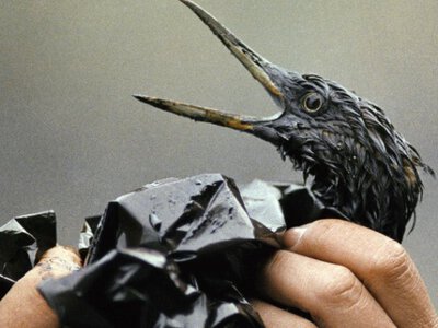 Справжня екокатастрофа: як Одеський зоопарк рятував птахів