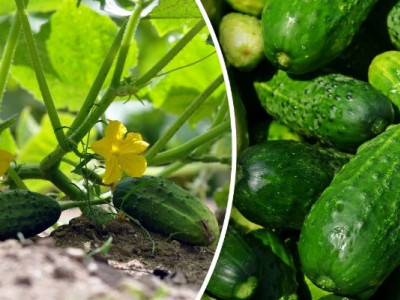 Ранні огірки в травні - як отримати урожай: дієвий спосіб