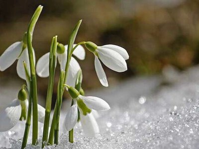 Дощі та температурні гойдалки якою буде погода у квітні за прогнозом Укргідрометцентру