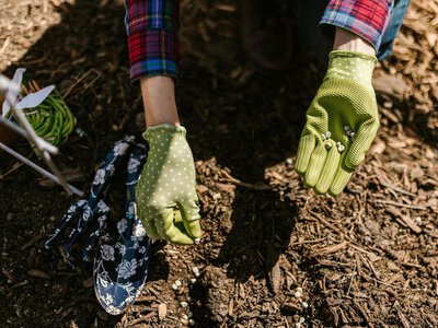 Посадіть це насіння у квітні, щоб вже влітку мати урожай