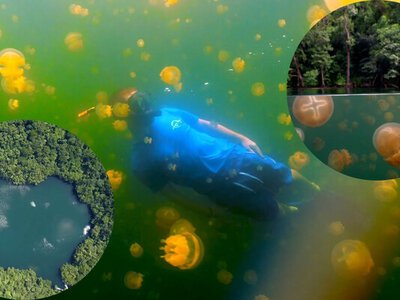 У цьому озері можна плавати серед мільйонів медуз і не зазнати жодного опіку