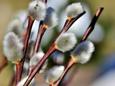 Вербна неділя 2026: найкращі фотопривітання