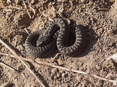 В Україні з'явилися гадюки степові. І саме зараз надзвичайно отруйні.