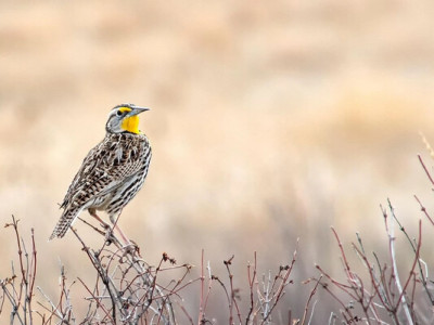 Від синиць до лелек - які птахи живуть в Україні та де їх шукати
