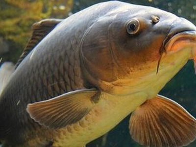 З 1 квітня — нові правила для рибалок: що змінюється на водоймах Київщини