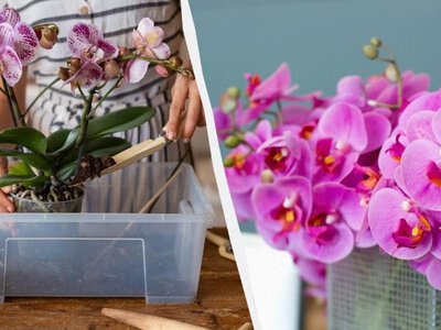 Як правильно пересаджувати та розмножувати орхідею, щоб вона квітла цілий рік