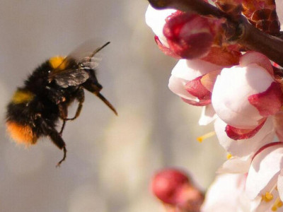 Яке свято відзначають 30 березня: все про цей день