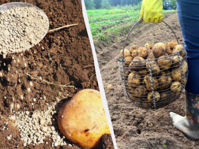 Для гарного врожаю картоплі: головні правила посадки, про які знають не всі