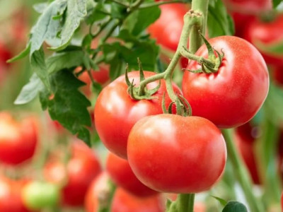 Що зробити навесні, щоб урожай помідорів був щедрим