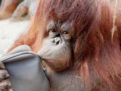 На півострові довго не живуть: нова втрата у Тайгані - зникла орангутан Дана