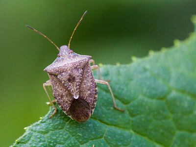 Побачите клопа — дивіться на плечі