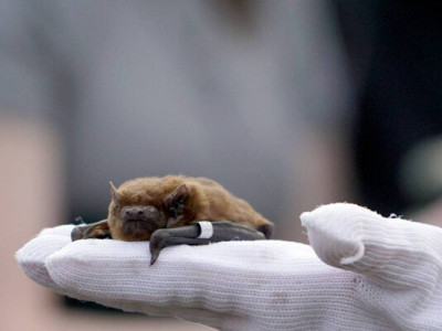 На острові Хортиця у Запоріжжі на волю випустили 300 кажанів