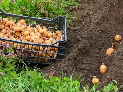 Готуйте запаси на зиму та садіть городи: українців попереджають про загрозу голоду