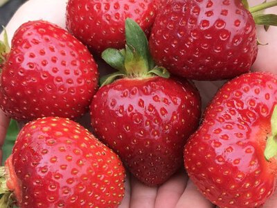 10 смачних сортів полуниці у 2026 році: врожайні, великі та дуже солодкі