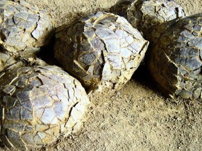 Сотні яєць динозаврів віком 70 мільйонів років: масове гніздування у Франції