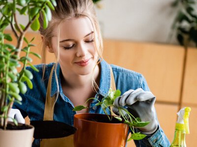 Як пересаджувати вазони навесні - Simya