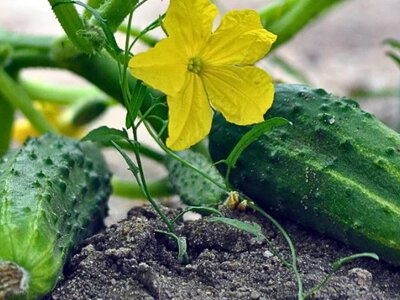 Що посадити поруч із огірками для гарного врожаю