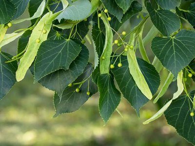 Висадять дерев на понад 500 тисяч грн: що відомо
