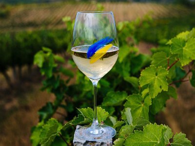 Франція аплодує: як українське вино забрало головні призи