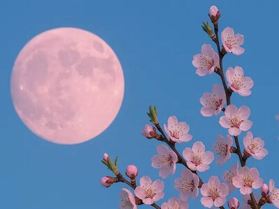 До України прийшла квітнева повня: чим цікавий час Рожевого Місяця