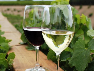 Золото на міжнародному конкурсі: українське вино підкорило Францію