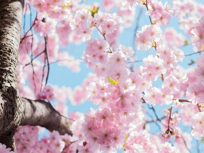 Яке свято відзначають в Україні 2 квітня