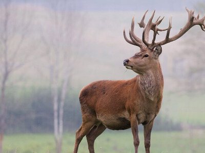 Чому олені щороку скидають роги і чому їх не варто забирати з лісу