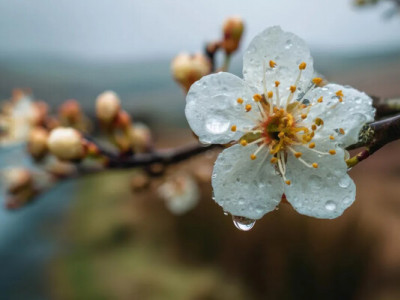 Від +19 до заморозок: синоптик назвав дати різкого зламу погоди в Україні у квітні 