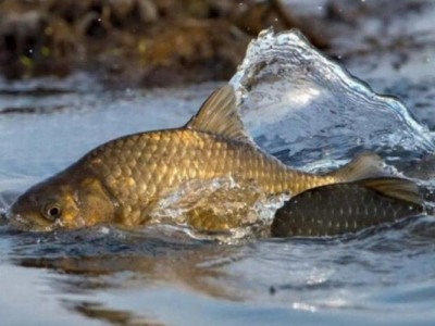 Весняна заборона на рибалку: як не отримати штраф на водоймах