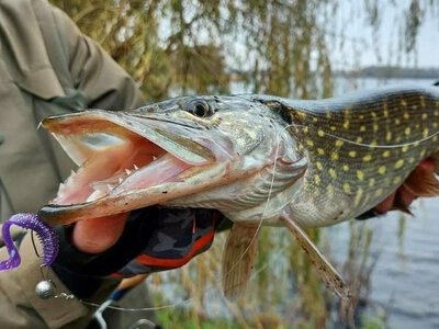 В Україні дозволили ловити тільки цю рибу: з 1 квітня — нові правила риболовлі