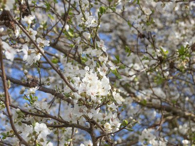 Якою буде погода на Вербну неділю та коли прийде похолодання: свіжий прогноз погоди