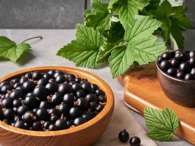 Смородина може стати вигідною культурою для фермерів