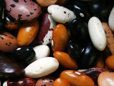 Квасоля для борщу: коли садити у відкритий ґрунт