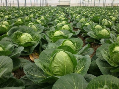 Ціни на капусту в Україні стрімко падають: скільки коштує овоч