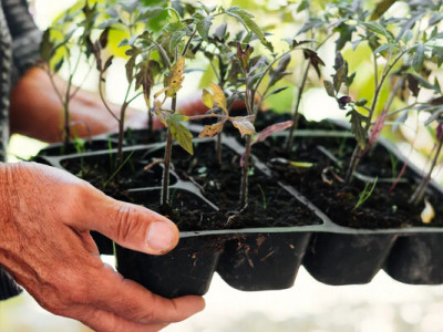 Чим підгодувати розсаду помідорів: 5 найкращих домашніх засобів 