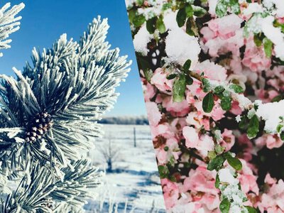 Чи накриє Україну сніг з Європи: що кажуть синоптики