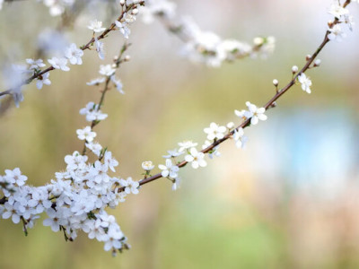Весна на паузі: до України йде холодна маса з нічними «мінусами» — названо точні дати 