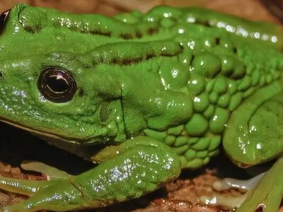  У Перу знайшли новий вид жаби, яка носить ікру в сумці на спині 