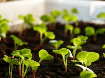 Що посадити у квітні - овочеві культури для раннього врожаю