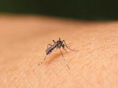 Українка підчепила на Мальдівах гарячку Денге: що відомо про стан жінки?