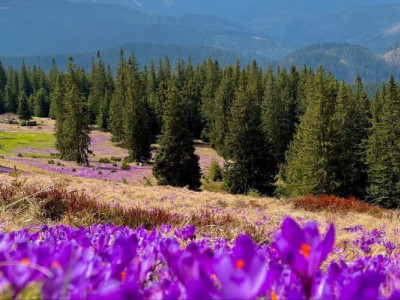 В Україні з’явилася перша пісня, присвячена крокусам